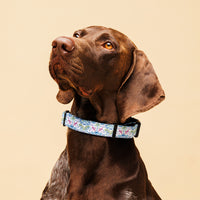 Colorful Coastal Chinoiserie Pet Collar