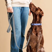 Chinoiserie Jars (Blue) Pet Collar